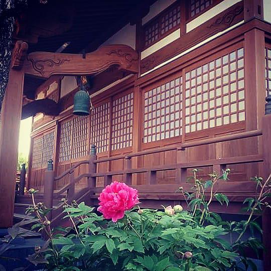 善来寺(浄土真宗)の投稿写真