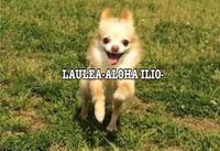 LAULEAのメイン画像