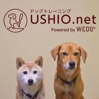 USHIO.net ドッグトレーニングのメイン画像