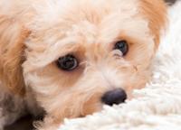 pet photo studioのメイン画像