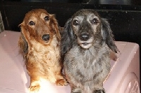 ダックス専門犬舎 プリッツワールドのメイン画像