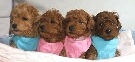ブリーディングハウス すずあんどさくら 画像