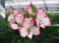 生産者直送の切花・花束 高田園芸 画像