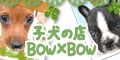 子犬販売バウバウ−BOW×BOW−のメイン画像