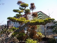 加西緑化 画像