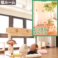そら猫 画像