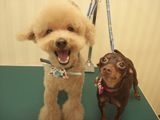 犬の美容室 CoCo 画像