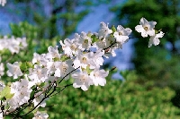 おぎわら花木 画像
