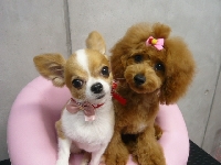 DOG SALON SWEET 画像